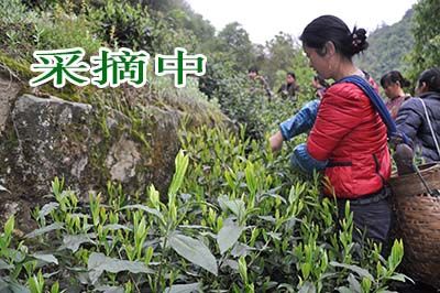 1471250980121874.jpg 六百里猴魁馳名品牌2.jpg