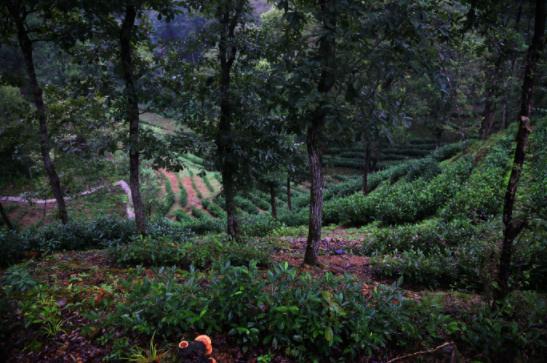 1506734874813936.jpg 3.jpg