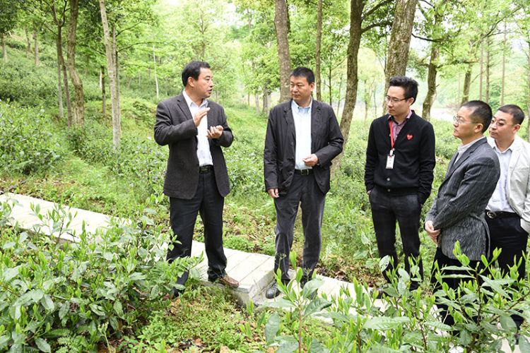 國藥集團安徽公司總經(jīng)理張平一行考察六百里茶業(yè).jpg 國藥集團安徽公司總經(jīng)理張平一行考察六百里茶業(yè).jpg
