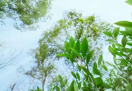 太平猴魁首個國家級標準化示范基地建成.jpg 太平猴魁首個國家級標準化示范基地建成.jpg