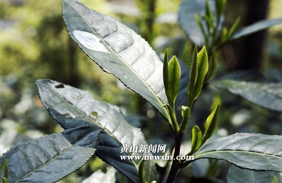 六百里太平猴魁助力茶鄉(xiāng)風情游.jpg 六百里太平猴魁助力茶鄉(xiāng)風情游.jpg