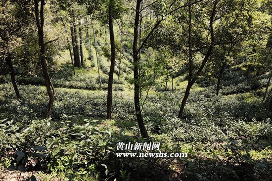 六百里太平猴魁助力茶鄉(xiāng)風情游.jpg 六百里太平猴魁助力茶鄉(xiāng)風情游.jpg