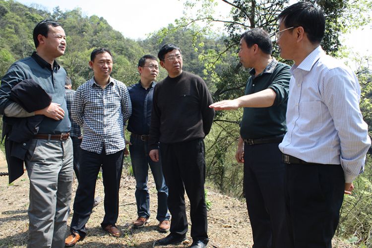 吳文達(dá)率隊調(diào)研六百里桃源野茶谷林下經(jīng)濟.jpg 吳文達(dá)率隊調(diào)研六百里桃源野茶谷林下經(jīng)濟.jpg
