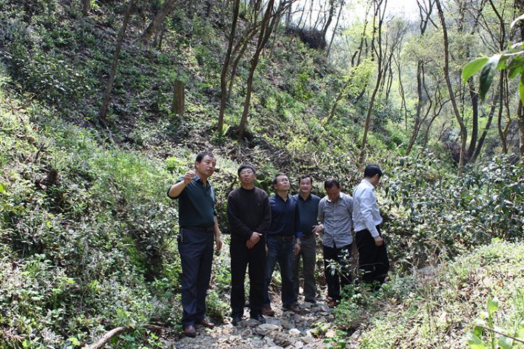 吳文達(dá)率隊調(diào)研六百里桃源野茶谷林下經(jīng)濟.jpg 吳文達(dá)率隊調(diào)研六百里桃源野茶谷林下經(jīng)濟.jpg