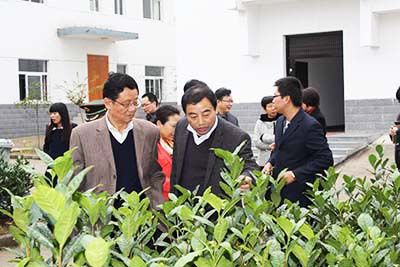 安徽省省、市政協(xié)委員視察六百里猴魁公司野茶谷.jpg