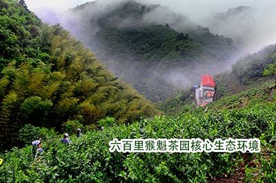 六百里太平猴魁發(fā)展史.jpg 六百里太平猴魁發(fā)展史.jpg