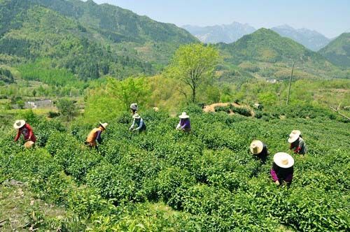 1471228503351526.jpg 春茶收購(gòu)價(jià)降一成.jpg