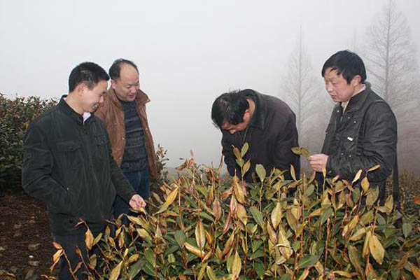 六百里茶園受災(zāi)視察.jpg 六百里茶園受災(zāi)視察.jpg