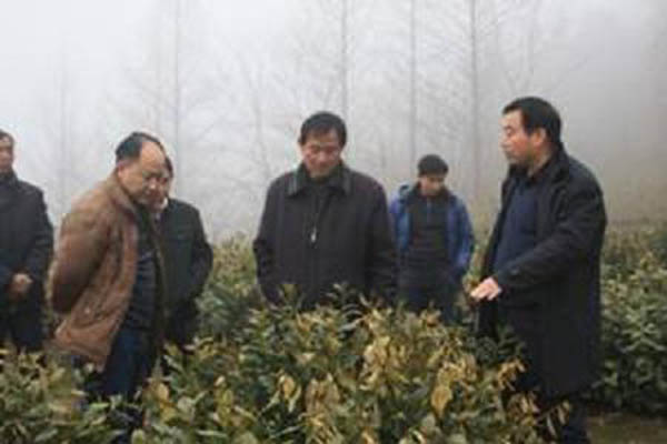 太平猴魁基地查看災(zāi)情.jpg 太平猴魁基地查看災(zāi)情.jpg