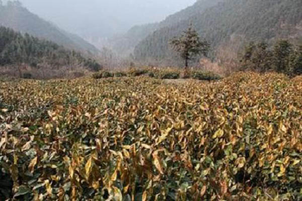 六百里猴魁受災(zāi).jpg 六百里猴魁受災(zāi).jpg