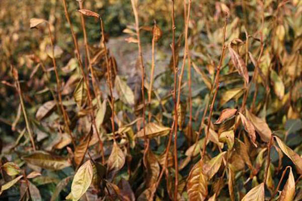 受災(zāi).jpg 受災(zāi).jpg